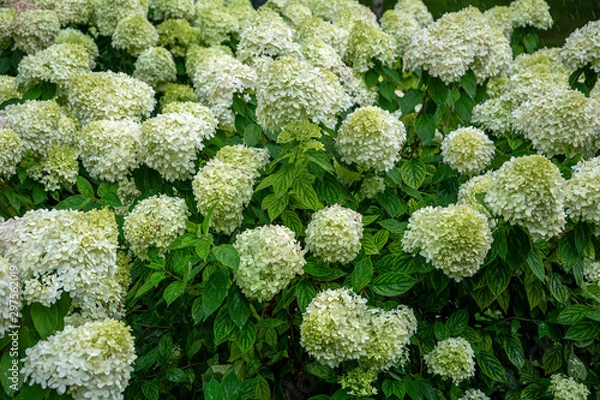 Obraz Flowering shrubs Hydrangea paniculata