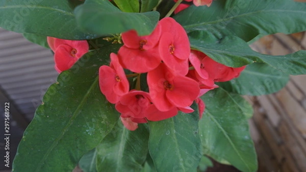 Obraz red thorny flowers