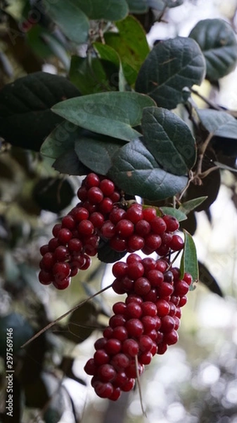 Obraz red berries on a branch