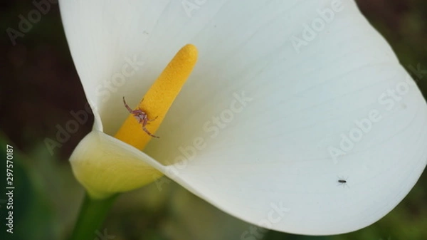 Obraz ready for food