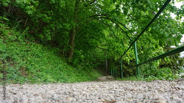 Obraz pathway to deep fores