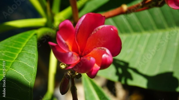 Obraz jasmine flower