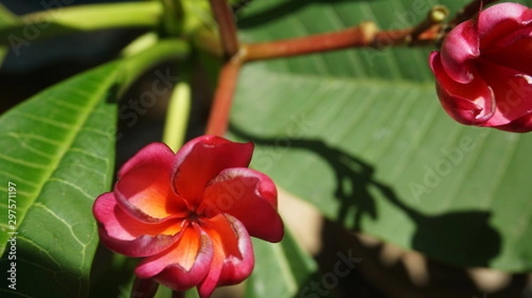 Obraz jasmine flower