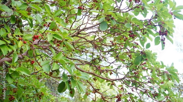 Obraz forest berries 