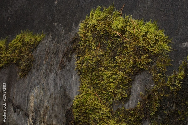 Obraz moss on the stone