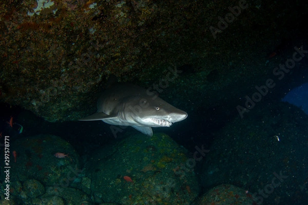 Fototapeta 小笠原　洞窟を泳ぐシロワニ