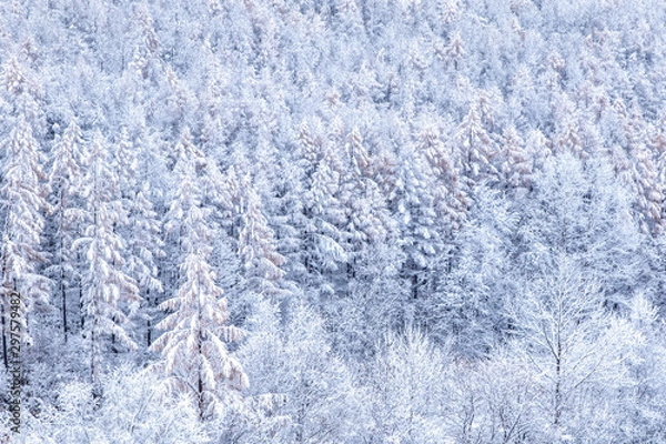 Obraz 北海道の雪景色