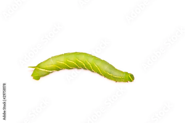 Obraz chanis bilin eata walker