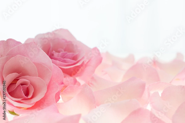 Obraz ピンクの薔薇