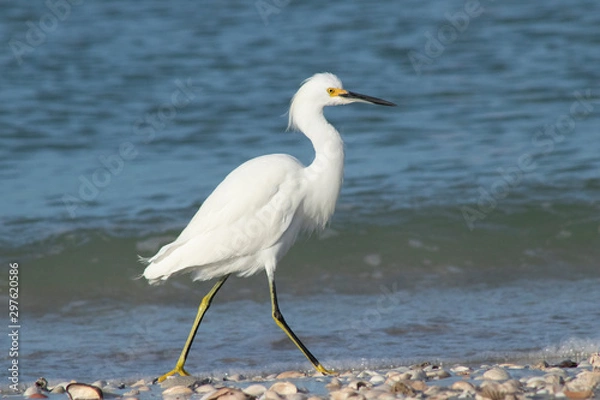 Obraz White Bird on beach