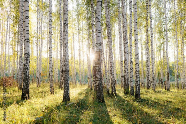 Obraz Brzozowy gaj w złotym słońcu. Pnie z białą korą i żółtymi liśćmi. Naturalna sceneria lasu wczesną jesienią. Ural, Rosja