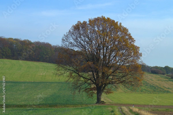 Obraz Freistehende Eiche