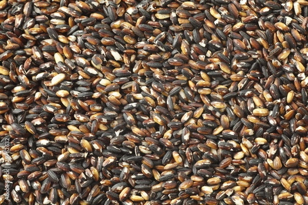 Obraz Japanese Black Rice