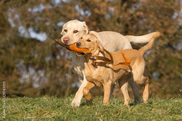 Obraz Apport zu zweit