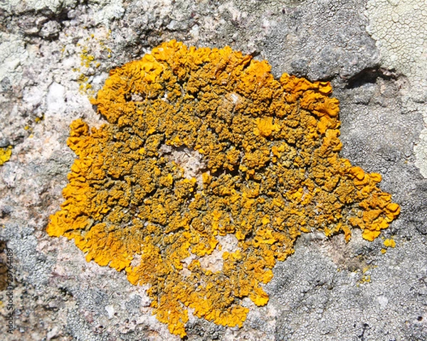 Obraz Lichen