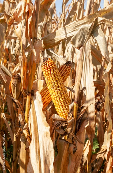 Fototapeta Vertical closeup of  two mature corn cobs crossing in a brown corn field.