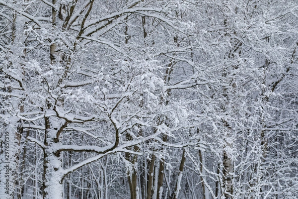 Fototapeta winter landscape