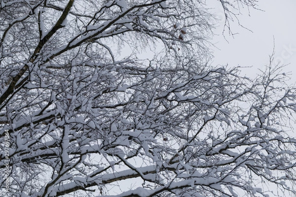 Fototapeta winter landscape