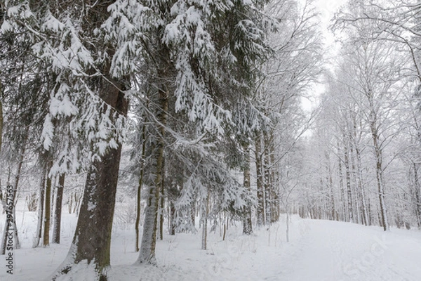 Fototapeta winter landscape