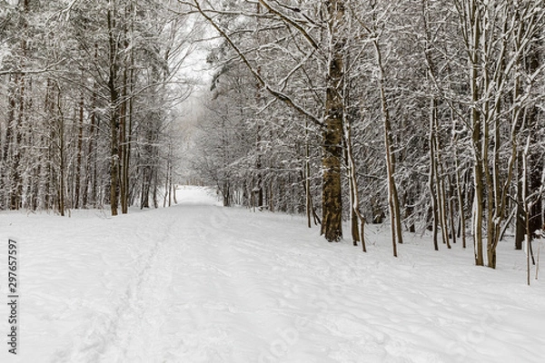 Fototapeta winter landscape