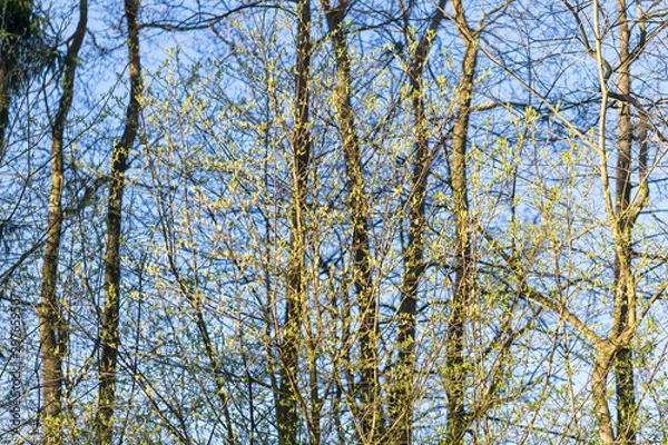 Fototapeta trees and sky