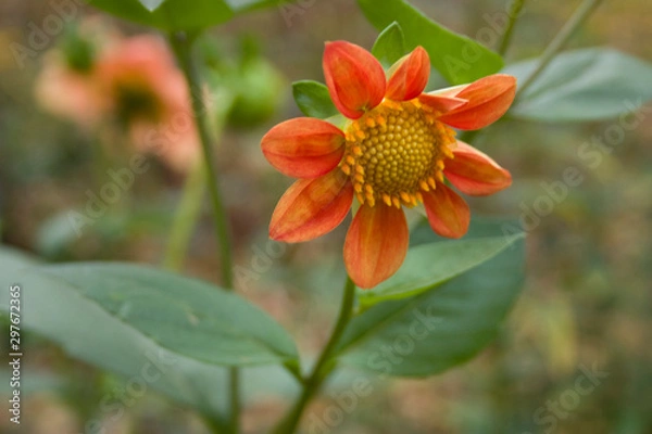 Obraz Nature miracle