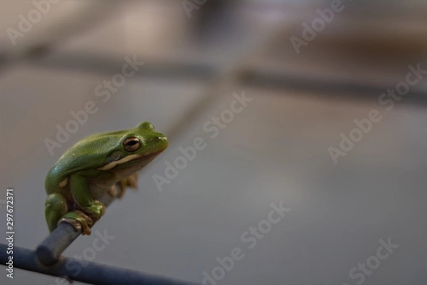 Obraz green tree frog