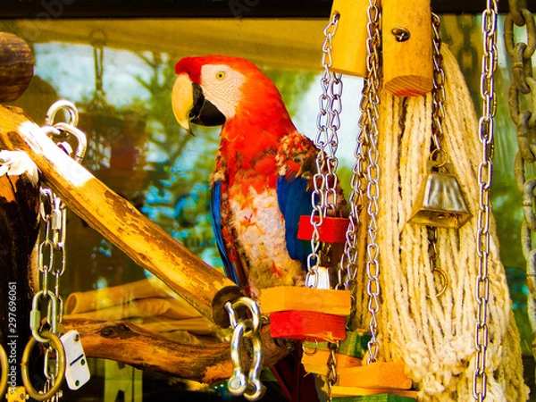 Obraz colorful parrot