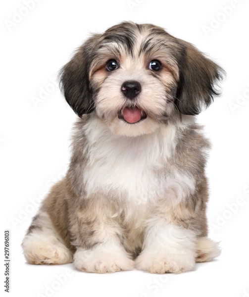 Fototapeta Beautiful smiling little havanese puppy
