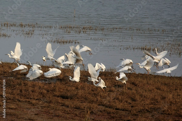 Obraz  A flying egret 