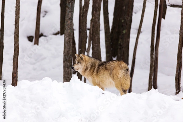 Obraz An Arctic Wolf in winter