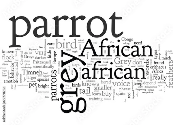 Fototapeta African Grey Parrot One of the greates species of parrots