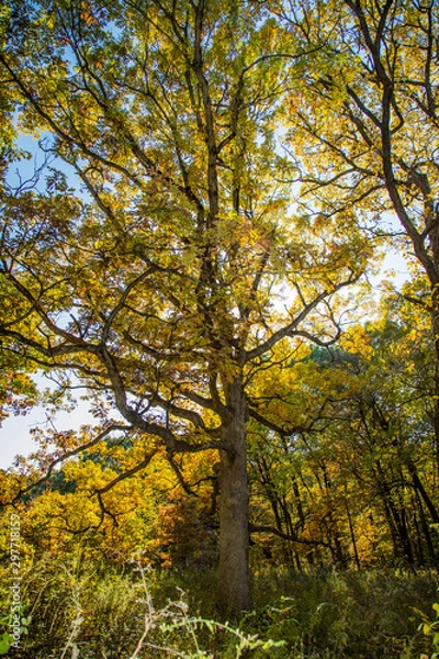 Fototapeta Oak Tree in Fall
