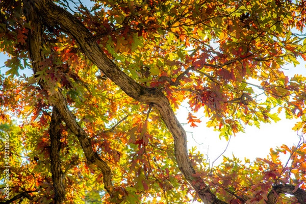 Fototapeta Oak Leaves in Fall