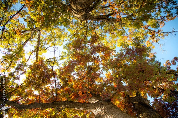 Fototapeta Oak Leaves in Fall