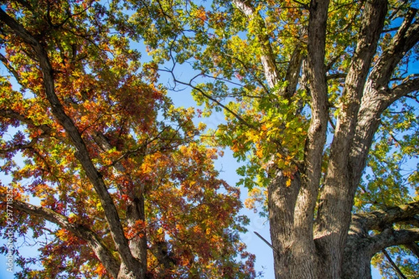 Fototapeta Oak Leaves in Fall