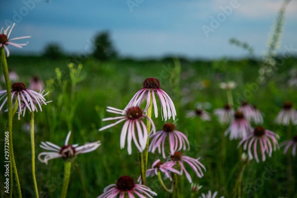 Fototapeta Midwest Native Plants
