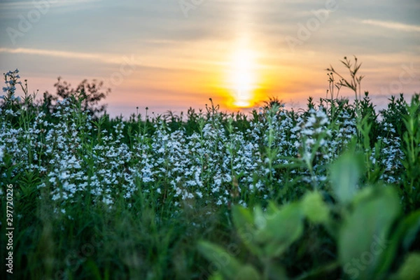 Fototapeta Midwest Native Plants