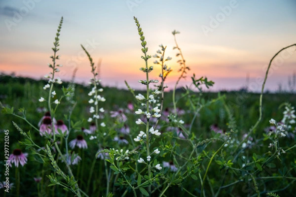 Fototapeta Midwest Native Plants