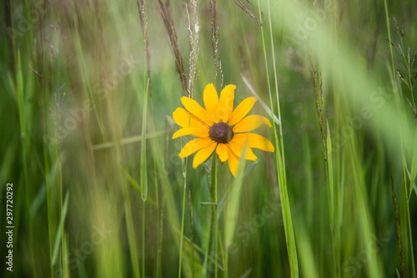 Fototapeta Midwest Native Plants