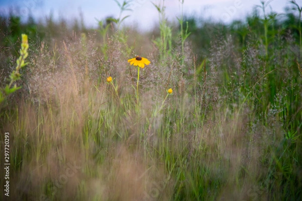 Fototapeta Midwest Native Plants