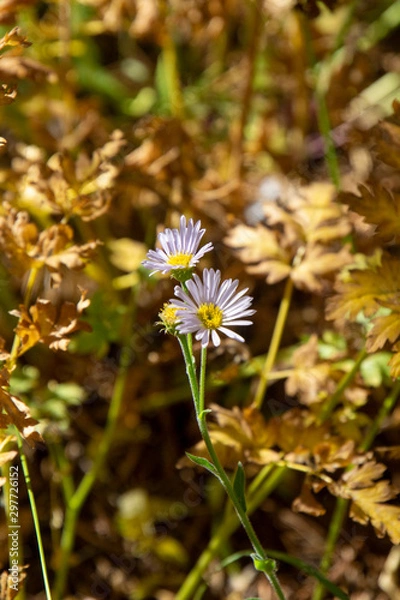 Obraz Yosemite Fall 2019