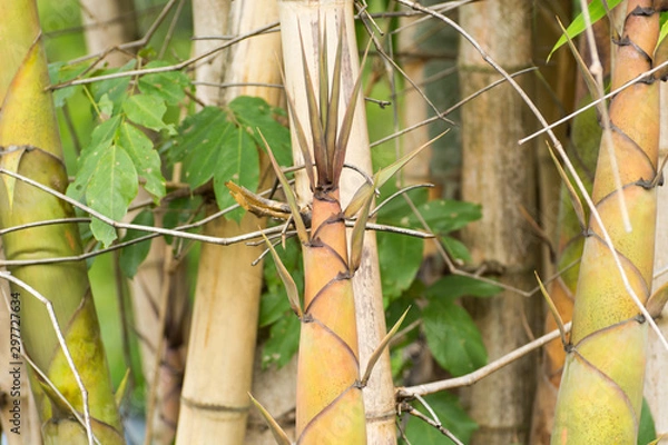 Obraz Bamboo shoot