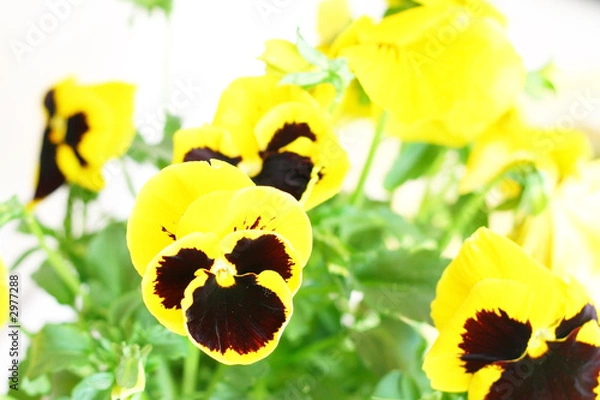 Obraz pansy 01
