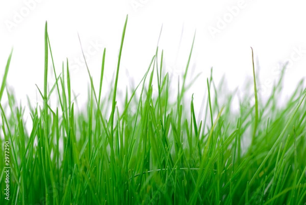 Obraz grass
