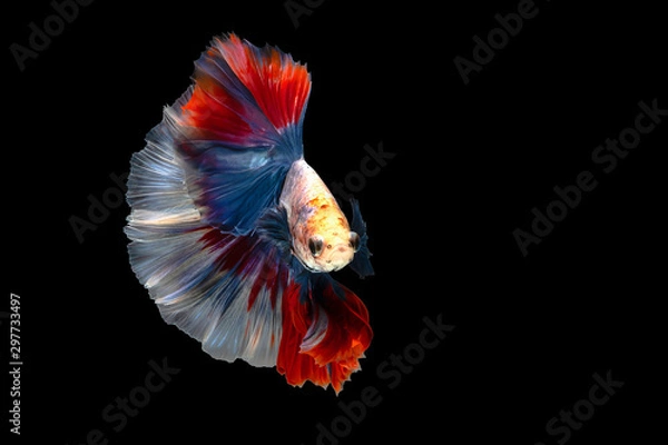 Fototapeta Betta fish are red, white and blue, isolated on a black background. File contains a clipping path.