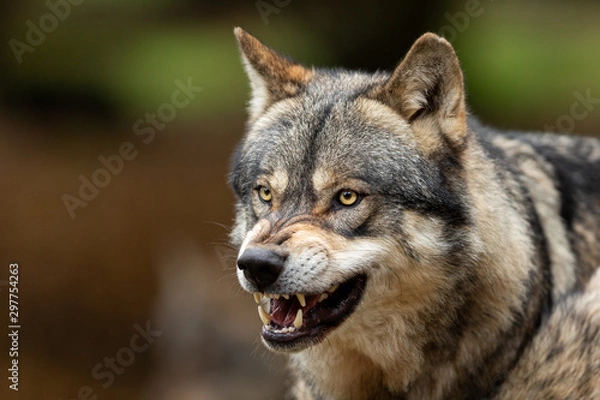 Obraz Grey wolf angry in the forest