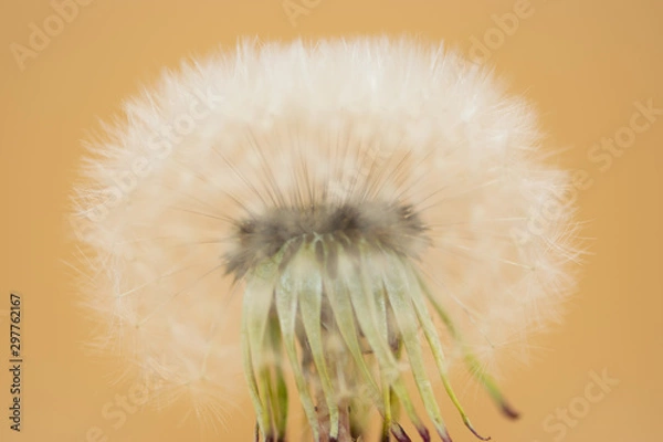 Fototapeta Dandelion seeds