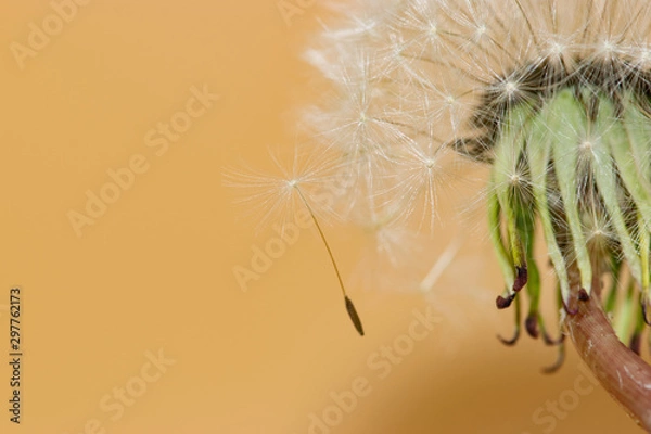 Fototapeta Dandelion seeds