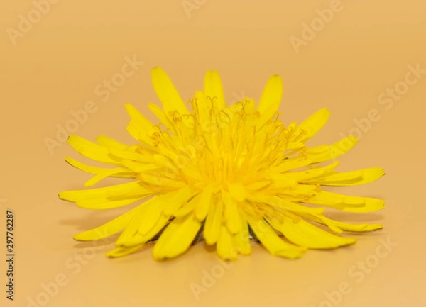 Fototapeta Dandelion